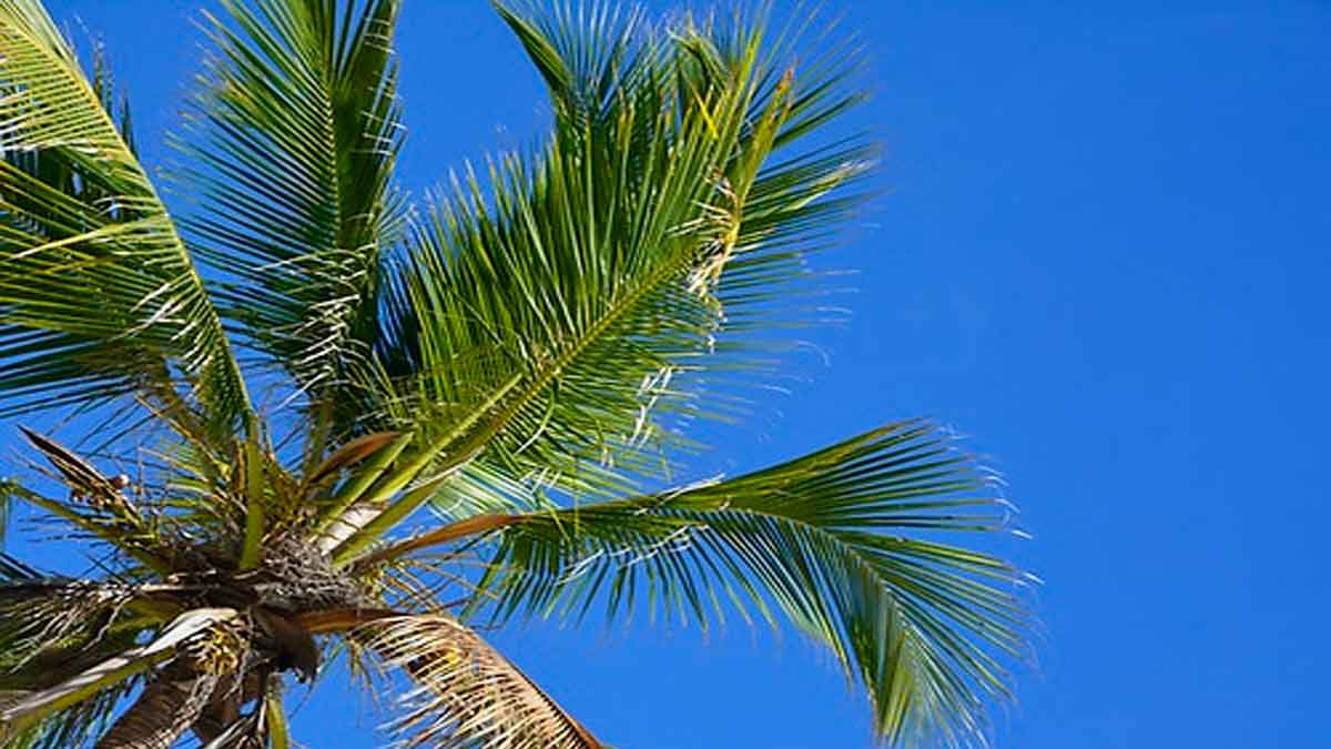 Onamet Segun Onamet habra buen tiempo