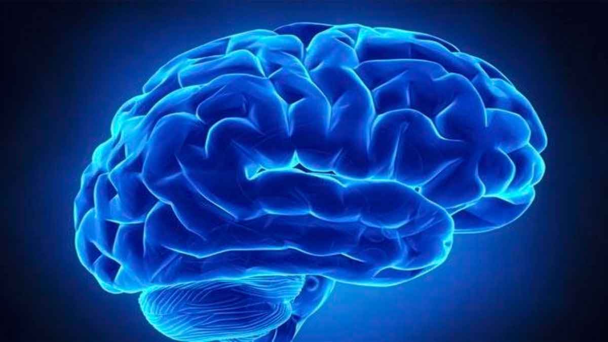 cerebro