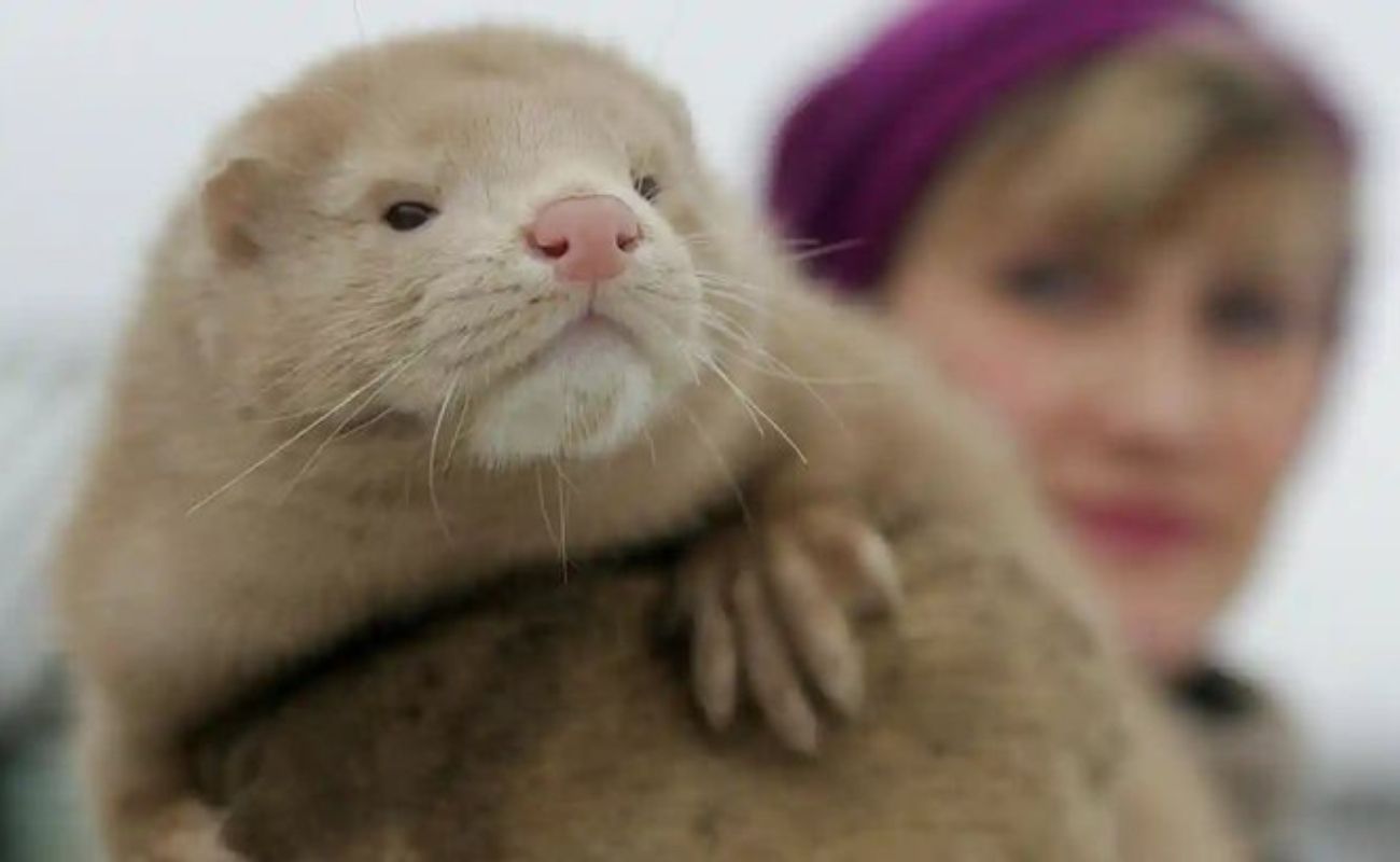 destacada color visión (5) Visones