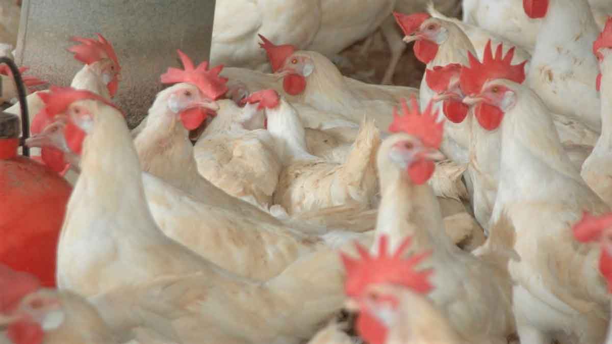 nacvespertina Agricultura