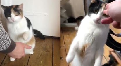 Captura 9 Gatita sorda