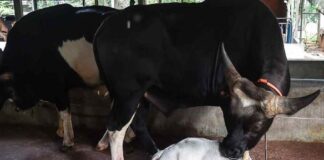 Vaquita Pequeña en Bangladesh