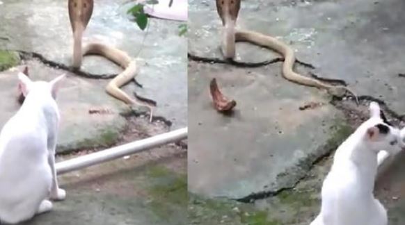 gato se enfrenta a cobra Gato se enfrenta a cobra