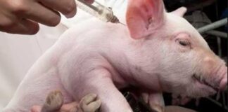 gripe porcina africana