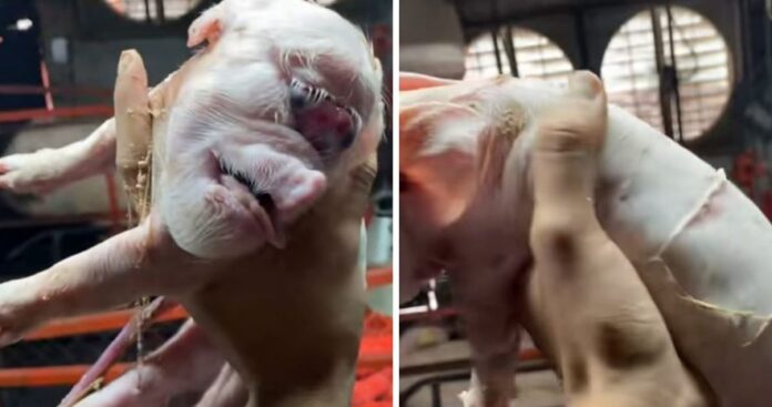 Cerdito deforme viral Cerdito deforme