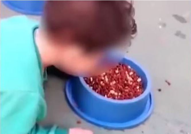 Niño come alimento de perro Niño come alimento de perro