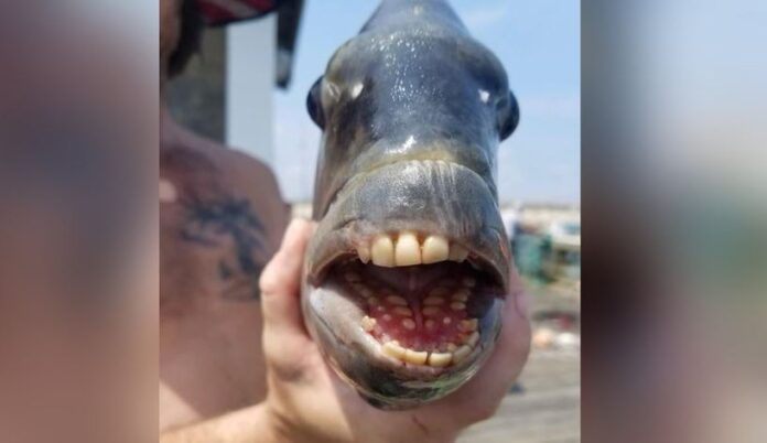 Pez con dientes humanos Pez con dientes humanos