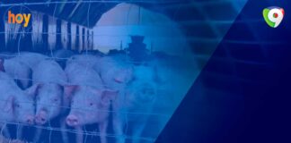 Productores se resisten a sacrificar cerdos infectados por fiebre porcina | Hoy Mismo