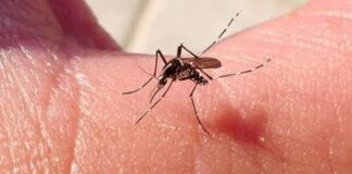 Dengue en República Dominicana