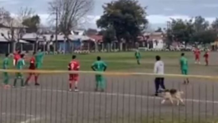 Perro se mete en partido -Destacada Color Visión Perro viral en partido de fútbol