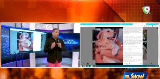 Indignante caso de Asesinato de una Perrita | El Show del Mediodía