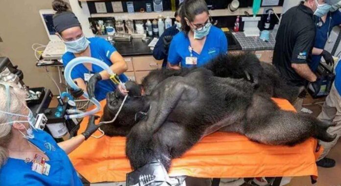 Estudios gorila Barney -Destacada Colorvision i Exámenes gorila Barney