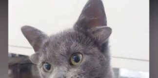 Midas gata con 4 orejas