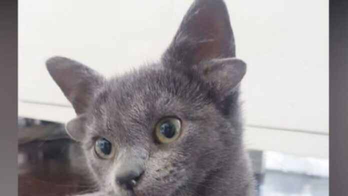 Midas gata con 4 orejas