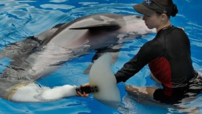 Winter la delfín -Destacado Color Visión La Delfín Winter murió