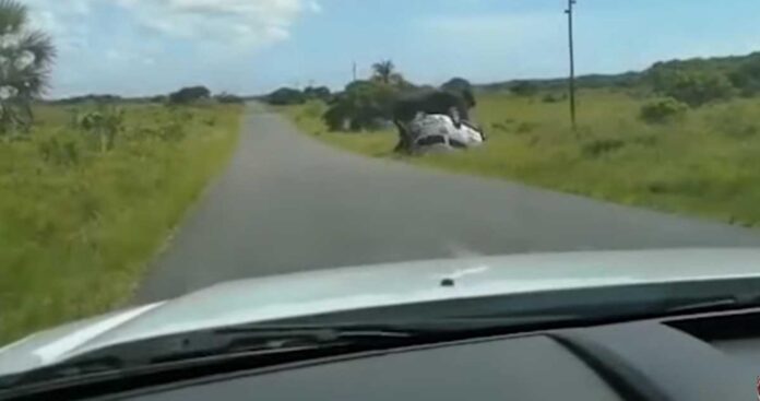 Elefante vuelca carro en sudáfrica -Color Visión Elefante vuelca carro