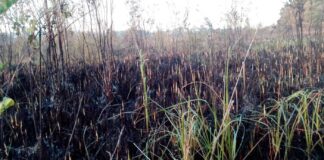 Incendio forestal en Las Terrenas está controlado