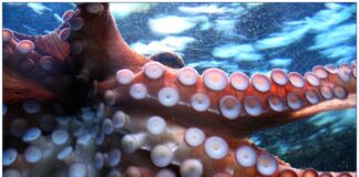 Cuánto sabes sobre los pulpos