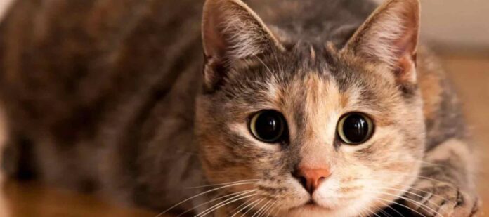 China-clona-por-primera-vez-un-gato-usando-equipamientos,-reactivos