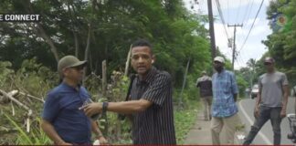 conflicto por tala de árboles en zona protegida