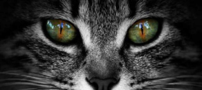 Descubrimiento-científico-revela-origen-de-la-diversidad-cromática-en-los-ojos-de-los-gatos Descubrimiento-científico-revela-origen-de-la-diversidad-cromática-en-los-ojos-de-los-gatos