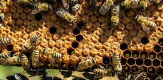 día mundial de las abejas