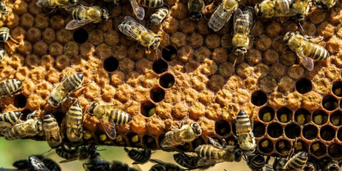 día mundial de las abejas