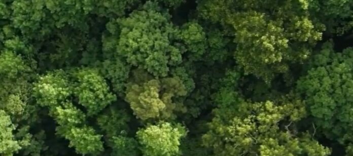 El Ámbar Dominicano El Ámbar Dominicano