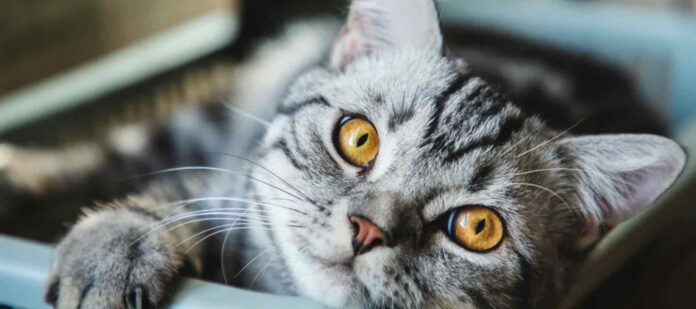 El-desafío-de-convivir-con-gatos-y-la-solución-efectiva-para-evitar-daños-en-el-hogar El-desafío-de-convivir-con-gatos-y-la-solución-efectiva-para-evitar-daños-en-el-hogar