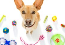 Juguetes para mascotas claves para elegir el adecuado y fomentar su bienestar