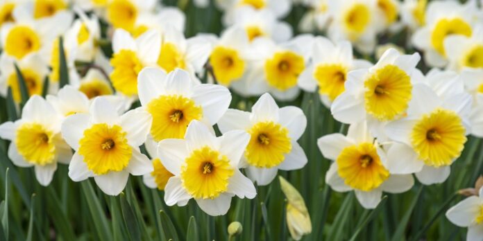 las flores amarillas en el equinoccio