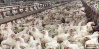 productores de pollo denuncian riesgo de quiebra