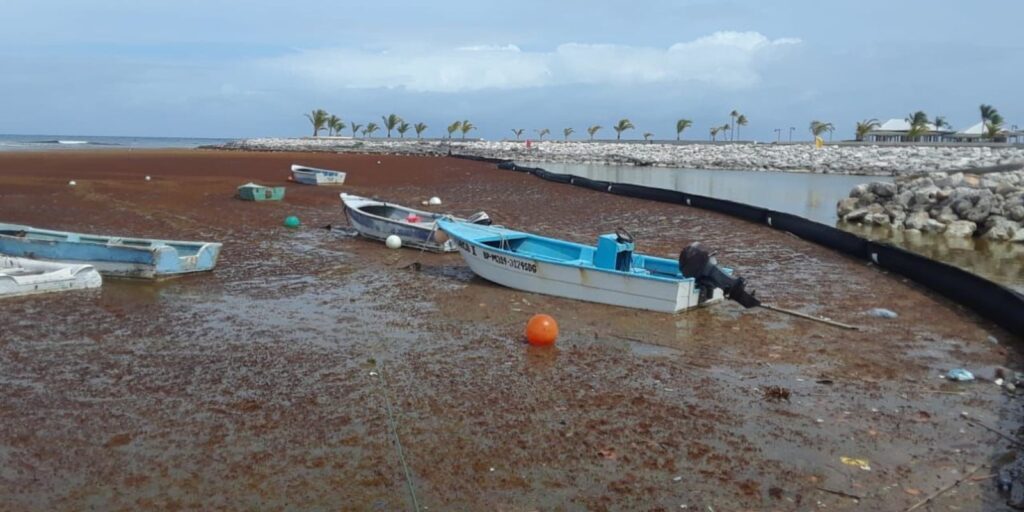 reduce la luz solar en el agua, disminuye el oxígeno y afecta corales, peces y tortugas marinas