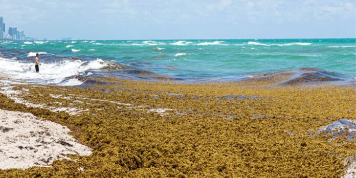 sargazo la amenaza silenciosa en las costas dominicanas sargazo la amenaza silenciosa en las costas dominicanas