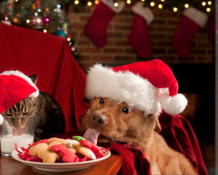 Screenshot_20231225_194512_Chrome