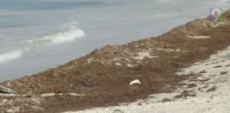 temen quiebra por impacto del sargazo