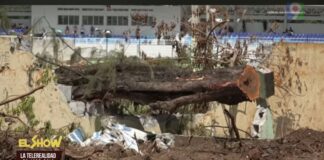 ¡denuncia! de “tala de Árboles” en centro olímpico